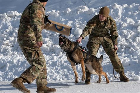 Military Working Dog Teams