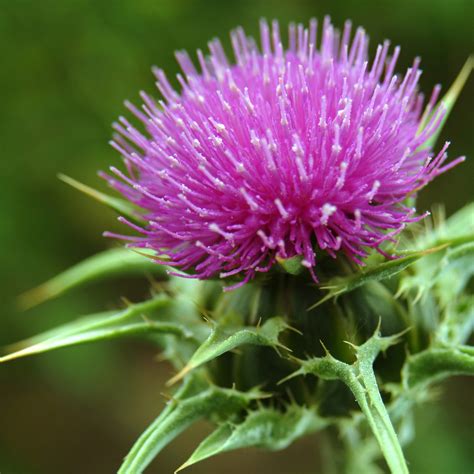 Milk Thistle for Diabetes