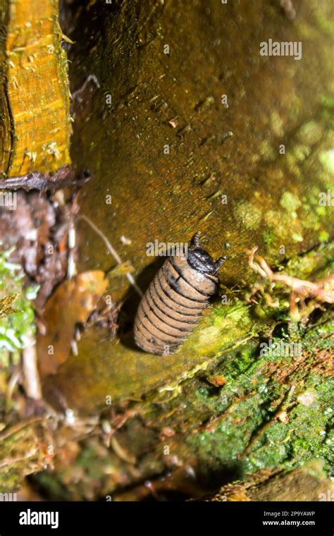 Millipede decomposition