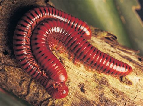 Millipede Example