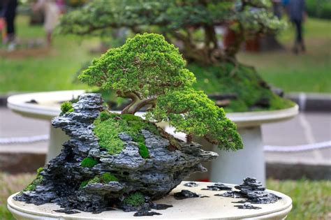 Miniature landscapes with small trees