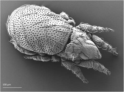 Description of Mite Ecology