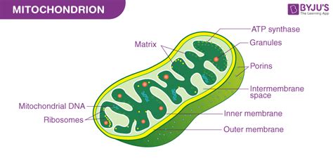 Mitochondria