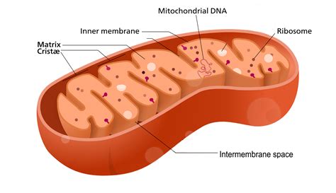 Mitochondria structure and function