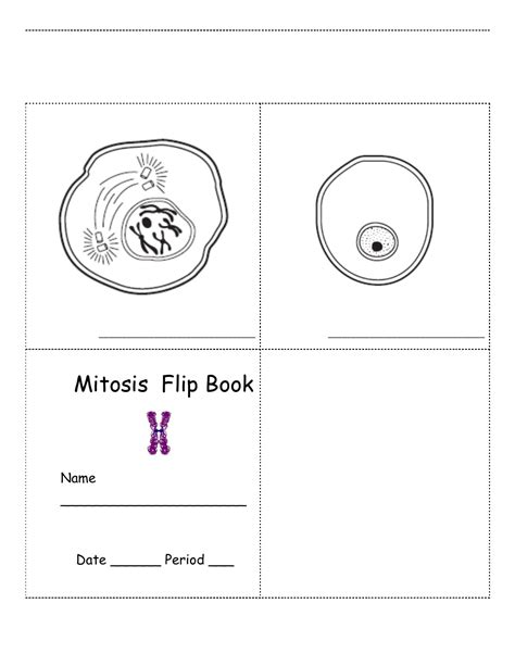 Mitosis Flip Book Template