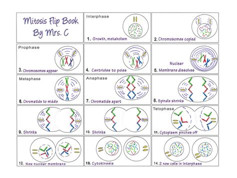 Mitosis Flip Book Template in Classroom