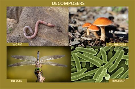 Mold Decomposers