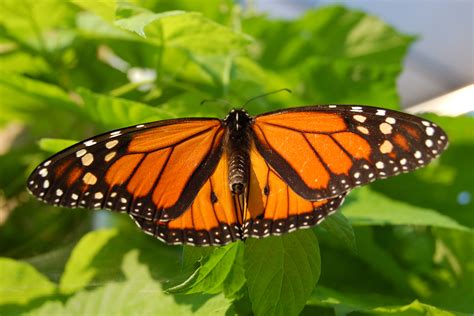 Monarch butterfly coloring sheet