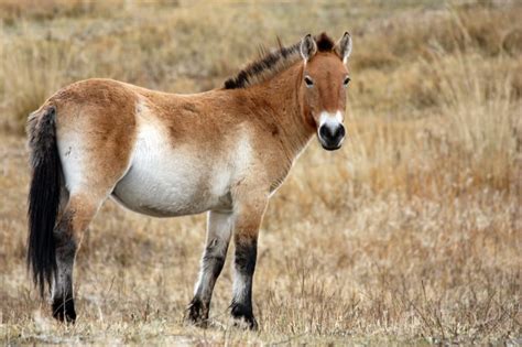 Mongolian Horse in the Wild