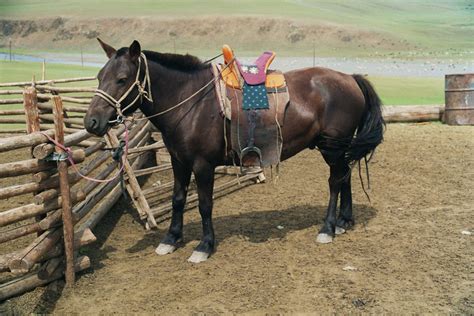 Mongolian Horse Breed