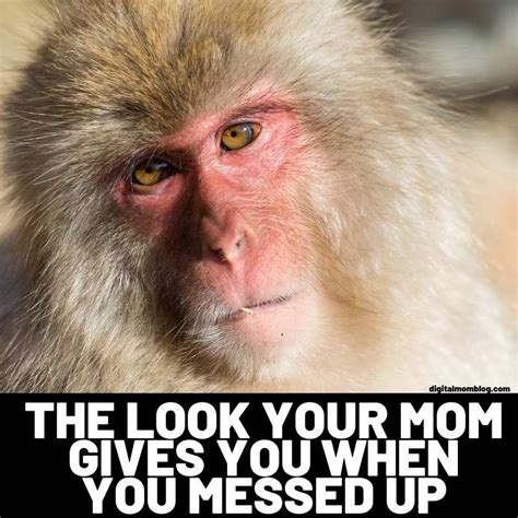 Monkey Meme Images