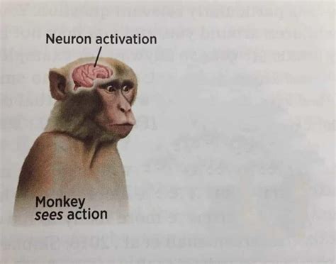 Monkey Meme Template