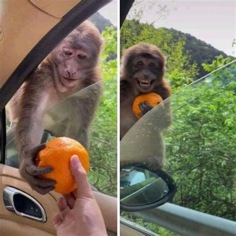 Monkey Meme Template 8