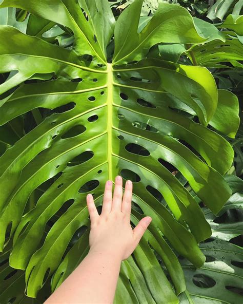 Monstera Deliciosa Leaf Template