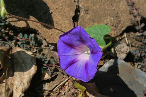 Morning Glory Trumpet Music