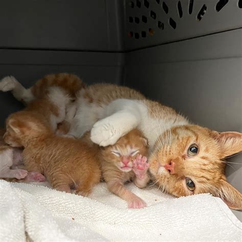 Mother cat caring for her kittens