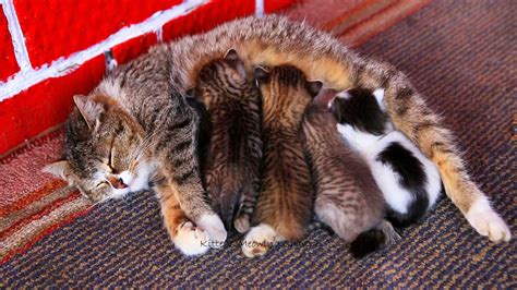 Mother cat feeding her kittens