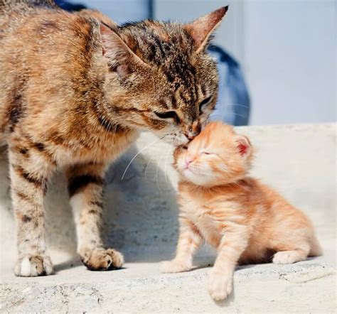 Mother cat grooming her kittens