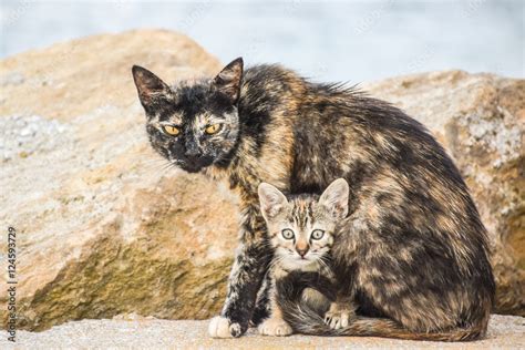 Mother cat protecting her kittens