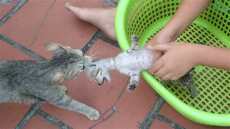 Mother cat taking back her kittens