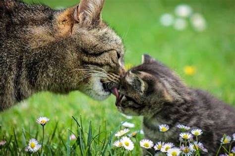 Mother cat teaching her kittens