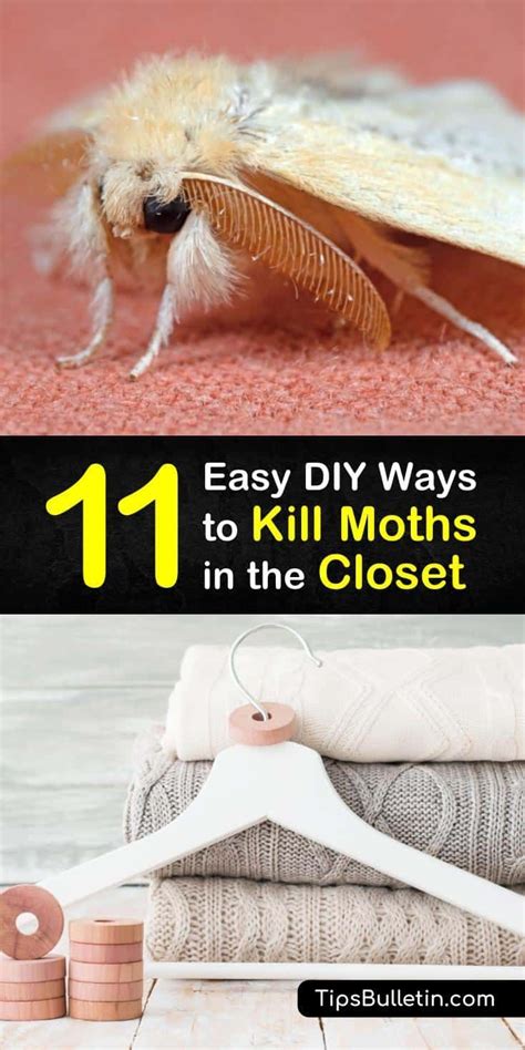 Moths in closet