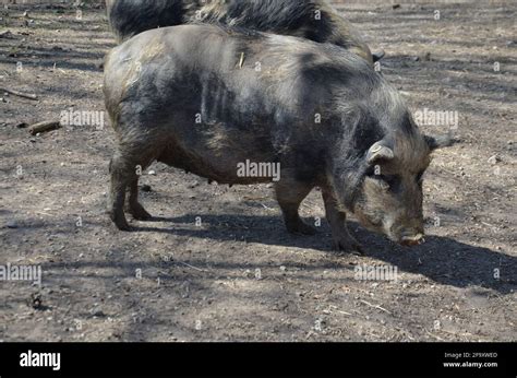 Münchner Weisses Schwein Breed