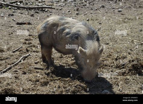 Münchner Weisses Schwein Farm