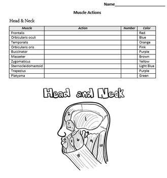 Muscle actions worksheet