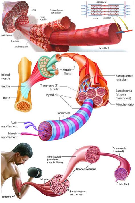 Muscle Composition and Function