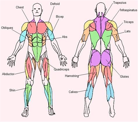 Muscle Diagram Labels