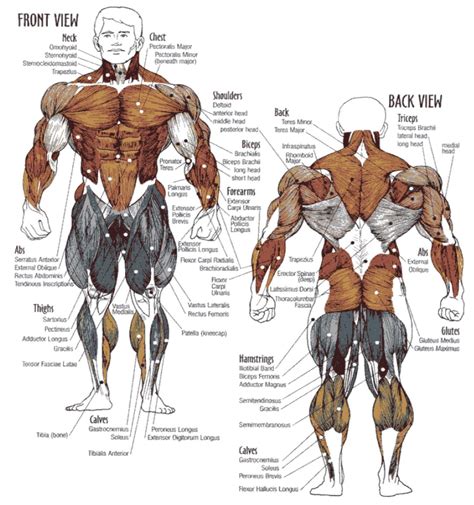 Muscle Diagram PDFs