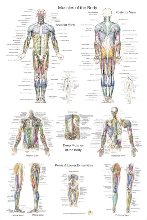 Muscle Diagram Posters