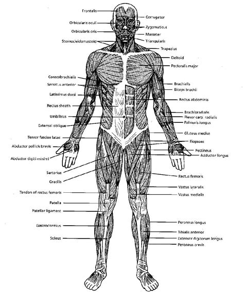 Muscle Diagram Printables