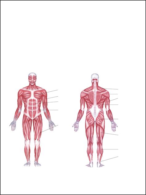 Muscle Diagram Template Gallery