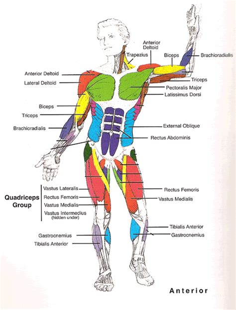 Muscle Diagram with Bones