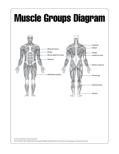 Muscle groups worksheet