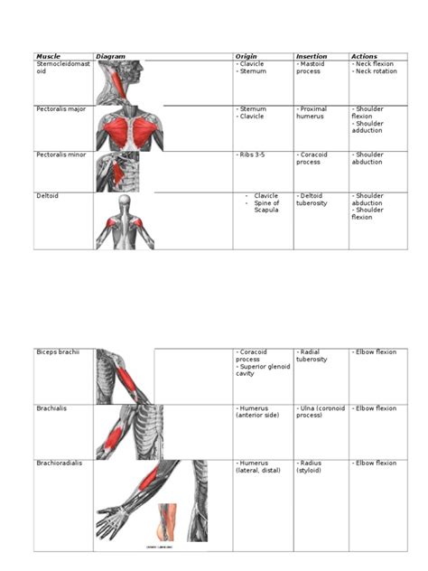 Muscle origins and insertions worksheet