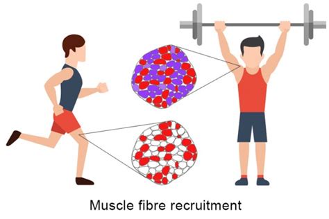 Muscle Recruitment