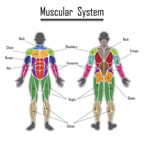 Muscular System