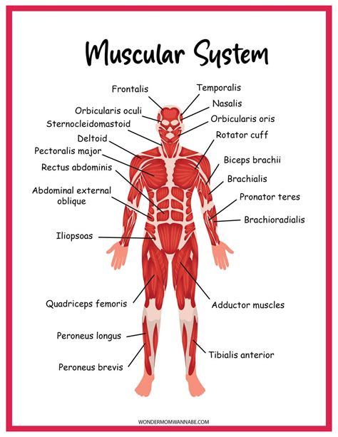 Muscular System Chart