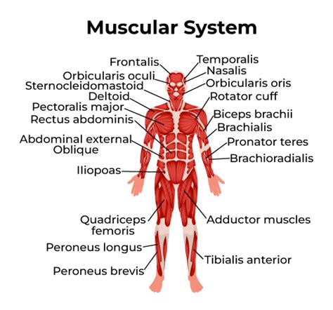 Muscular System Diagram