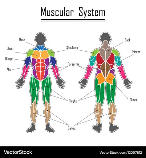 Muscular System Image