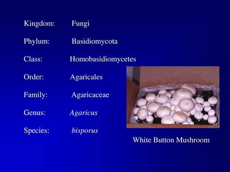 Mushroom classification