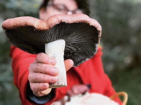 Mushroom garden