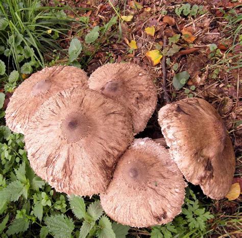 Mushroom organic gardening