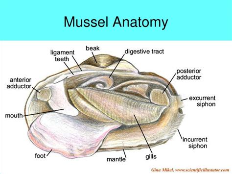 Mussel Biology