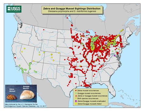 Mussel Distribution