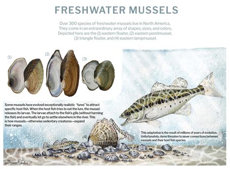 Mussel Ecosystem