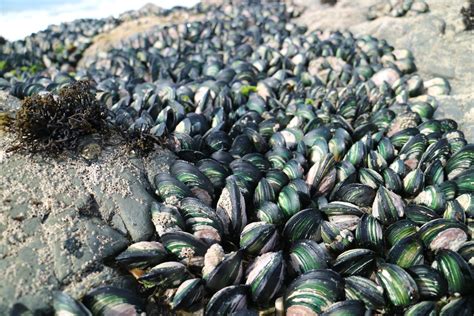 Mussel Habitat